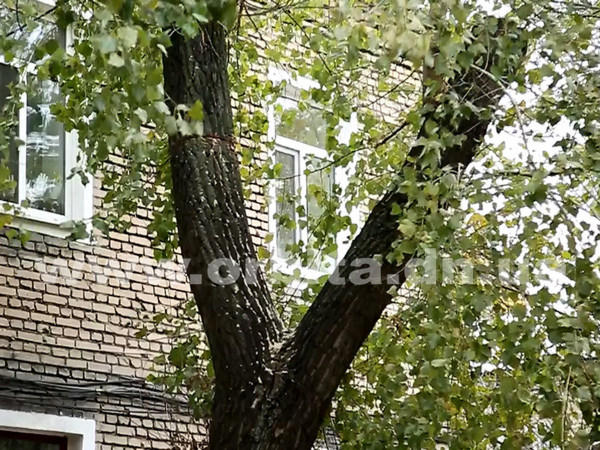Житель Родинского погиб, пытаясь спилить дерево