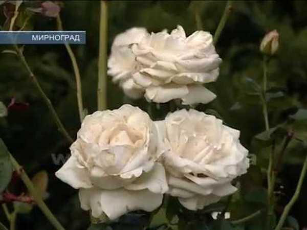 Мирноград превращается в город роз