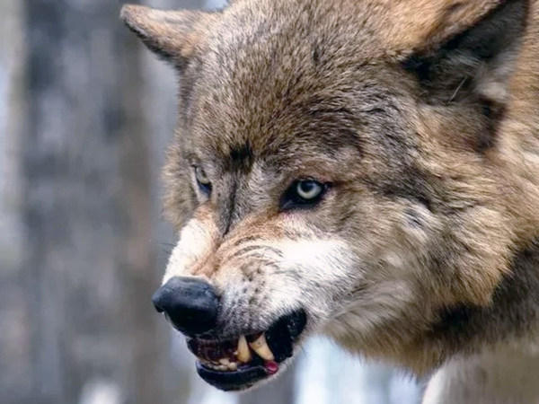 На жителя Покровского района в собственном дворе напал волк