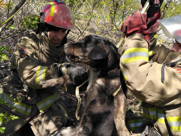 В Мирнограде собаку из колодца пришлось доставать спасателям