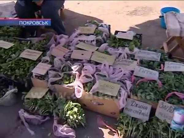 Дачный сезон стартовал: почем продают рассаду в Покровске?
