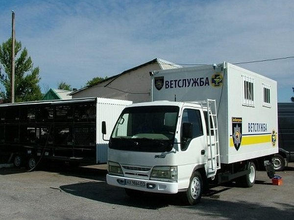 В Новогродовке начинается профилактическая вакцинация от бешенства бродячих собак