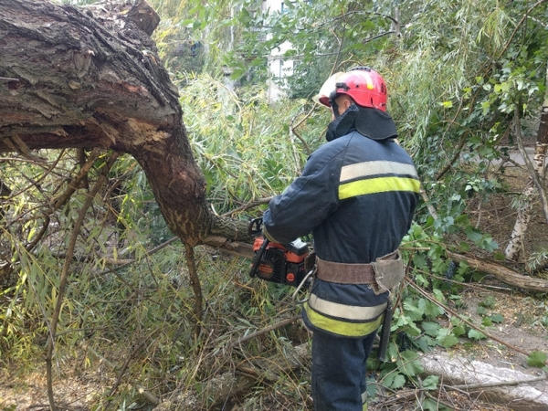 В Селидово упавшее дерево перекрыло проезжую часть