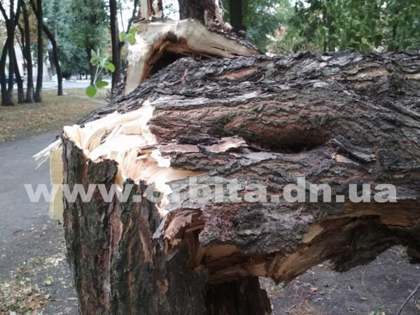 В Покровске сильный ветер повалил очередное дерево