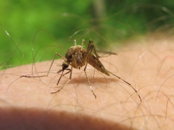 Комары смело атакуют жителей Красноармейска, так как на борьбу с ними нет денег