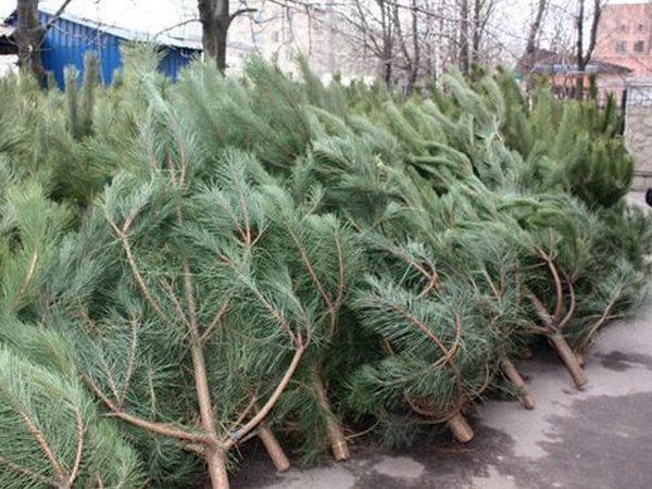Стало известно, сколько будут стоить новогодние елки в этом году