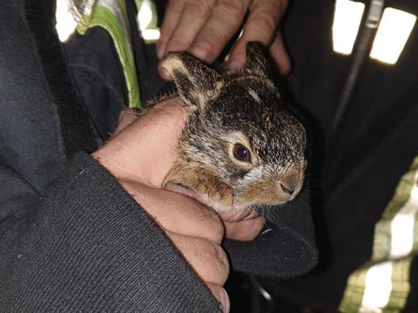 В Покровском районе спасатели спасли зайчонка