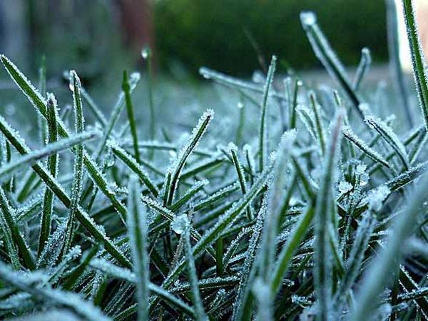 В ближайшие дни в Донецкой области сохранятся заморозки