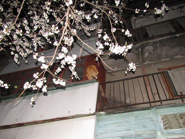 В Покровске спасателям пришлось освобождать кота, который запутался в веревках