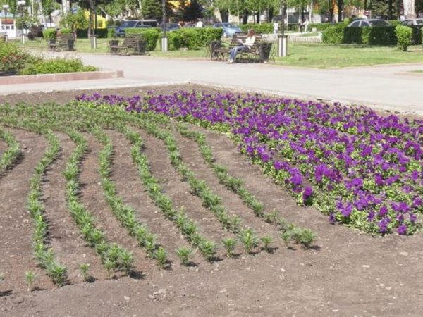 Центр Покровска украсят тысячи петуний