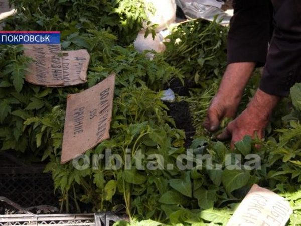 Сколько стоит сезонная рассада в Покровске