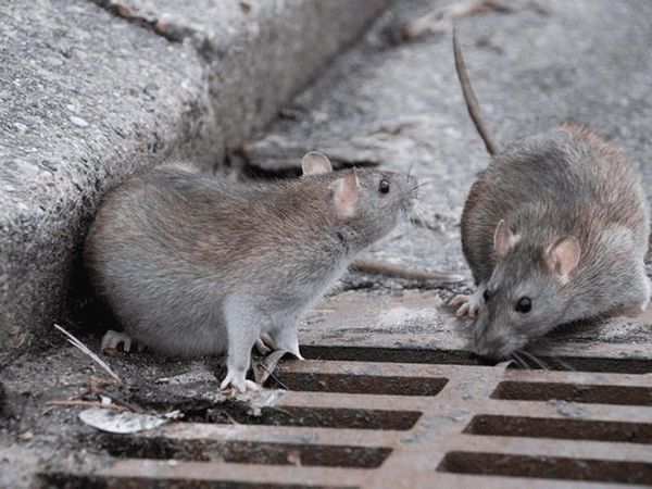 Оккупированный Донецк заполонили крысы