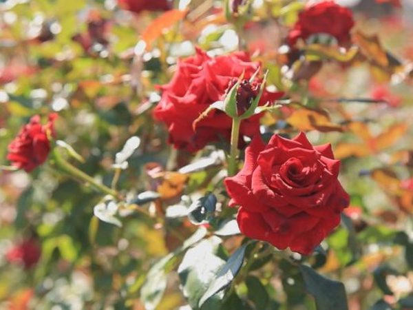 Благодаря кому Покровск утопает в цветах