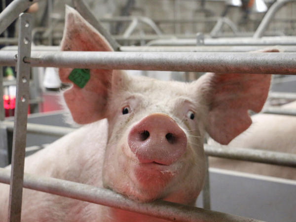 «АПК-Инвест» строит новые свинокомплексы вблизи Покровска, чтобы увеличить свои мощности вдвое