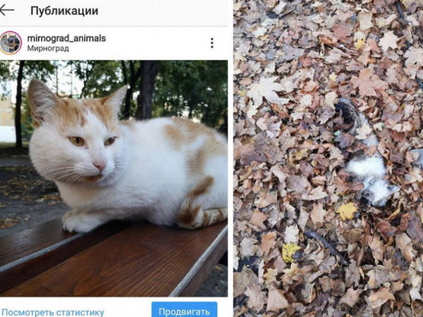 В Мирнограде неизвестные живодеры убивают бездомных кошек