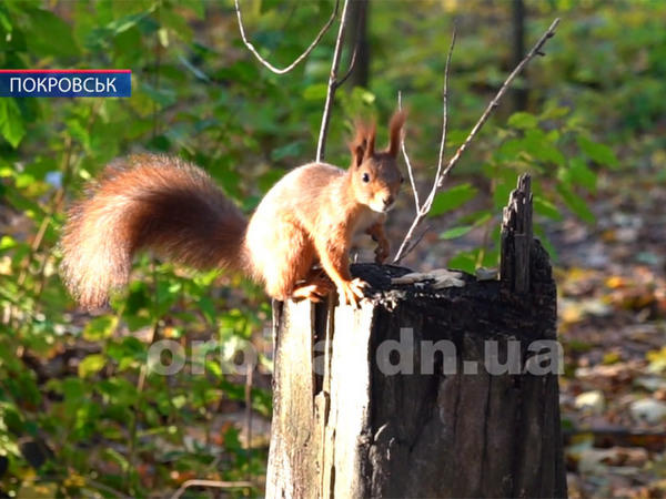 В парке Покровска появились ручные белки