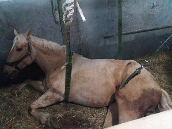 В Покровске, чтобы перевернуть коня, пришлось привлекать спасателей