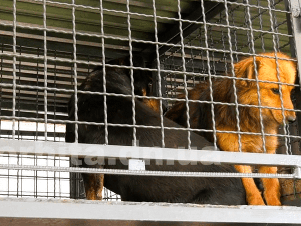 В Покровске «Зооконтроль» отлавливает и стерилизует бродячих собак