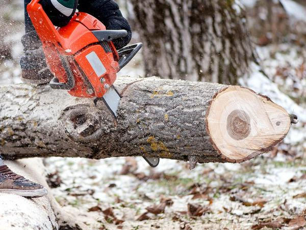 В Покровске упавшее дерево перекрыло проезд
