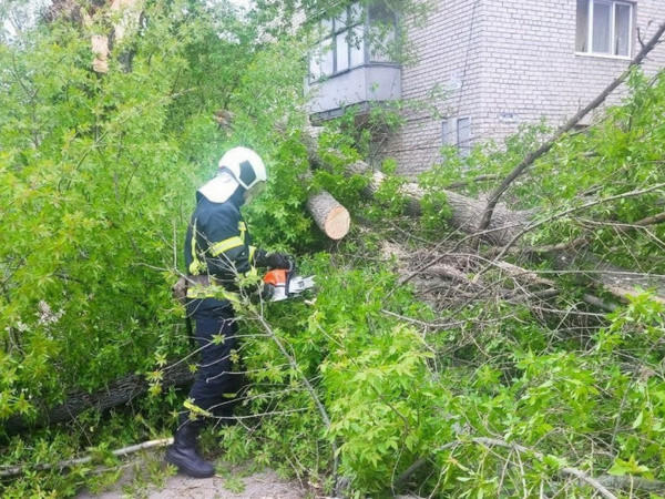Из-за сильного ветра на дорогу в Покровске упало дерево