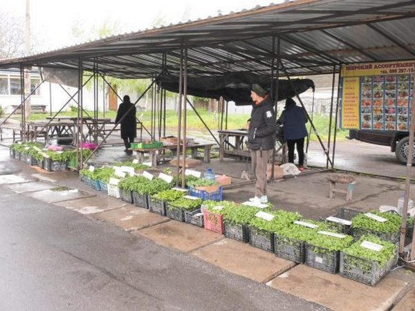 Стартовал сезон дач и огородов: сколько стоит рассада в Покровске