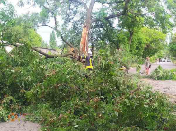 В Селидово упавшее дерево перекрыло дорогу