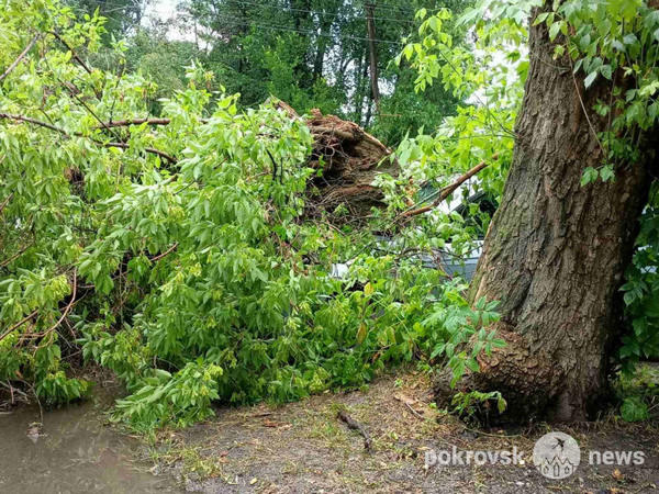 В Покровске большое дерево упало на автомобиль