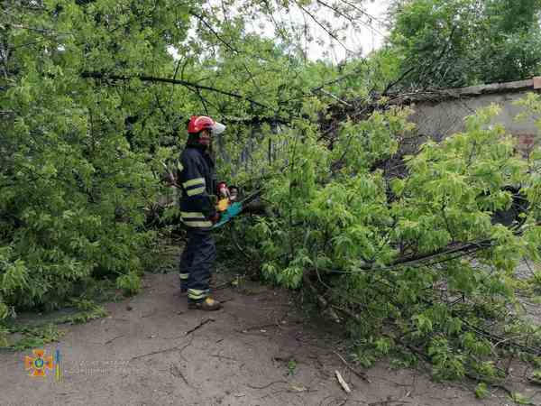 В Новогродовской громаде сильный ветер повалил дерево