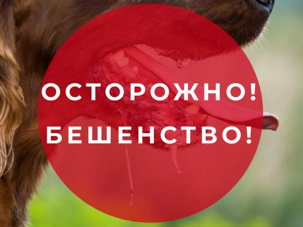 В Новогродовке обнаружен вирус бешенства: что нужно сделать жителям города
