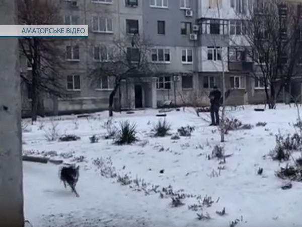 Стрельба по собакам в Селидово наделала шума в соцсетях и оголила серьезную проблему в городе