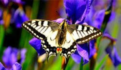 Красноармейским детям-инвалидам показали экзотических бабочек (фото)
