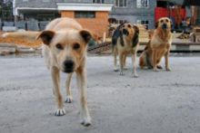 Бездомные собаки Красноармейска отправились в Донецк