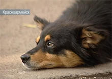 На улицах Красноармейска появилась необычная собака (видео)