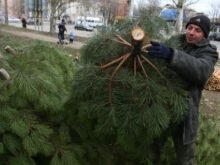 Сколько стоят новогодние елки в Красноармейске (видео)
