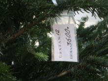 В Донецке продают элитные новогодние елки по 