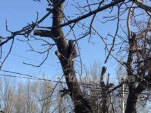 В Димитрове попытка спилить дерево лишила жителей целой улицы света и бытовой техники (фото)