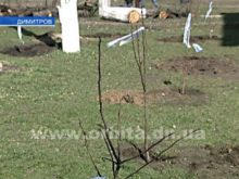 В Димитрове воспитанники школы-интерната высадили сад из 150 именных фруктовых деревьев (видео)