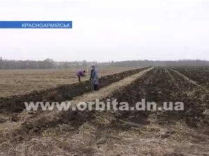 В Красноармейске посадили 7 гектаров малины (видео)