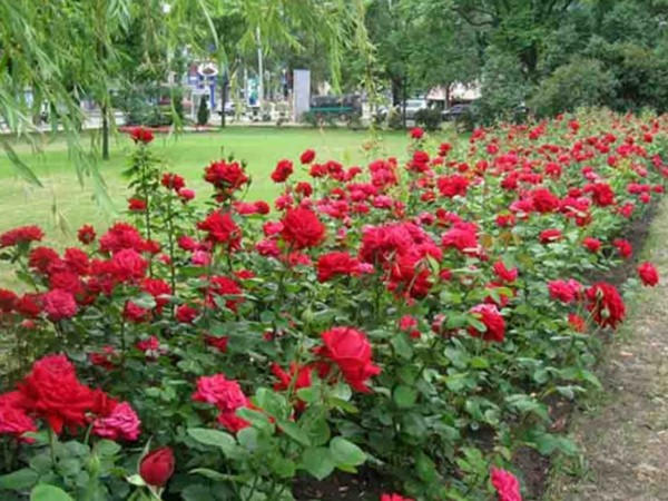 Димитров постепенно превращается в город роз (видео)