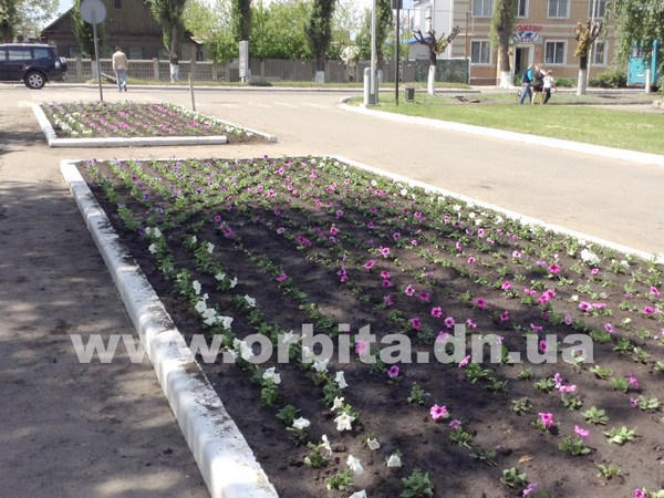 В Красноармейске с молниеносной скоростью воруют цветы с городских клумб