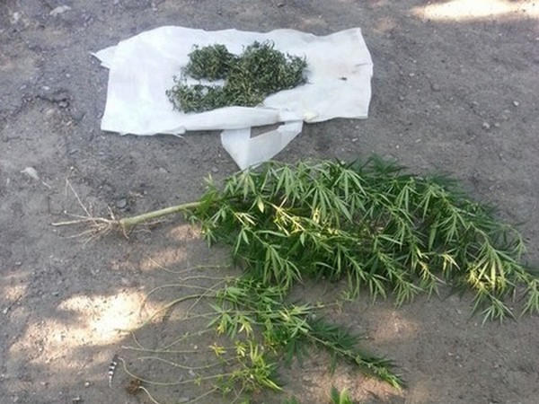Житель Новогродовки выращивал коноплю в чужом огороде