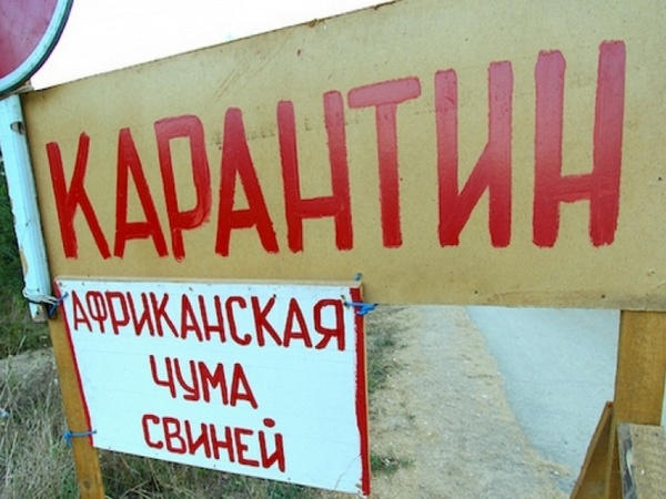 Угрожает ли Красноармейскому району африканская чума свиней
