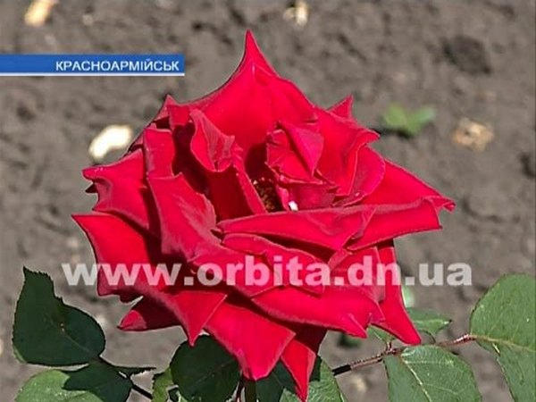 В этом году на клумбах Красноармейска высадили более 80 тысяч цветов