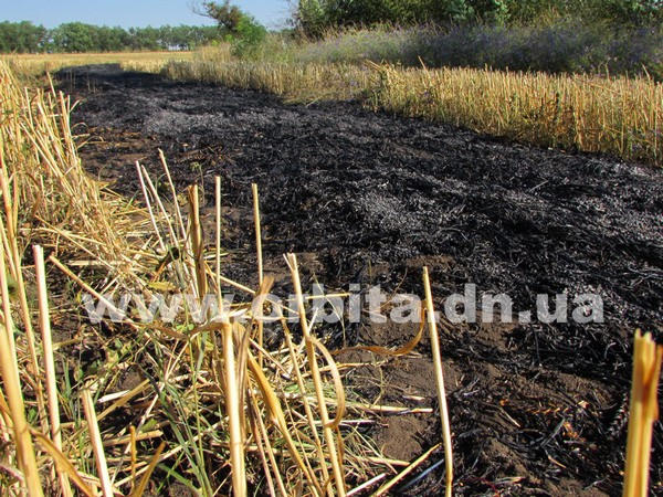 В Покровском районе сгорело пшеничное поле