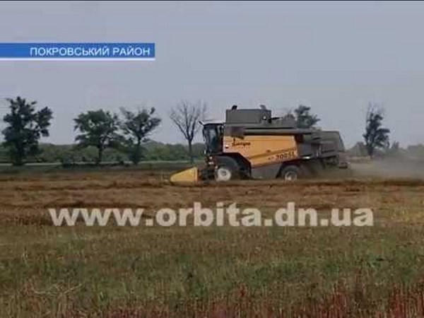 Как выращивают гречку в Покровском районе
