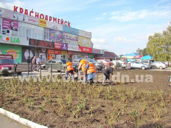Этой осенью в Покровске высадят 50 тысяч кустов роз: работы уже начались