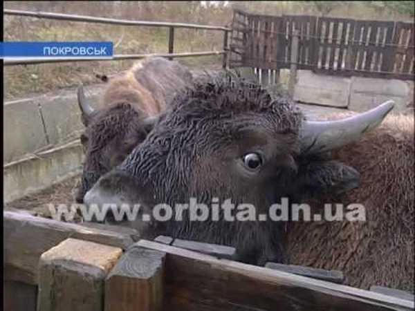 Животные из сгоревшего в Покровске зоопарка срочно нуждаются в корме