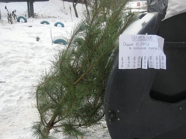 Какова судьба выброшенных новогодних ёлок в Покровске