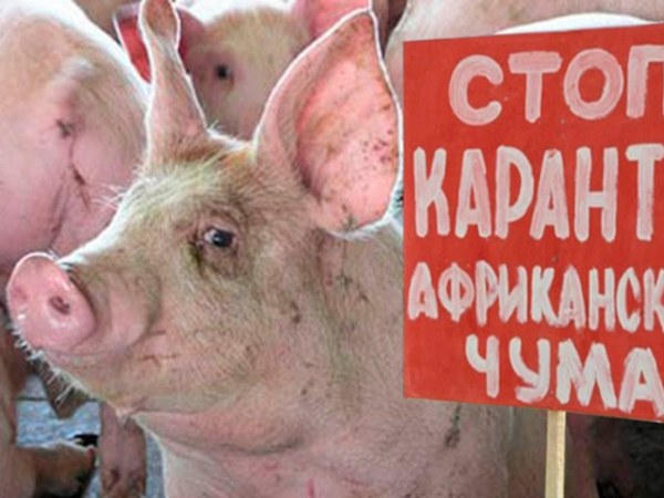 Стоит ли жителям Покровска опасаться эпидемии африканской чумы свиней?