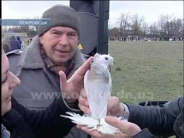В Покровске прошла традиционная выставка голубей
